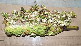  Infructescence:   Monstera deliciosa , fruiting spadix; Photo by K.E. Clancy, USDA APHIS PPQ, imageID.idtools.org